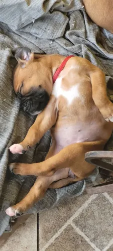 Boxer Fêmea Disponível ? Excelente Linhagem