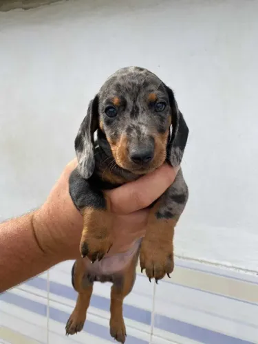 Dachshund: Seu Próximo Companheiro Pode Estar Aqui