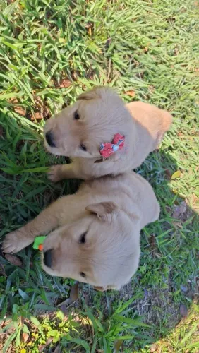 Golden Retriever fêmea e macho