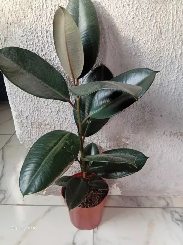 Ficus Elástica 