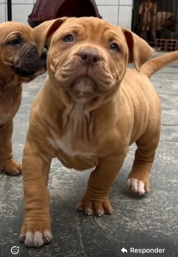 Filhotes pitmonster