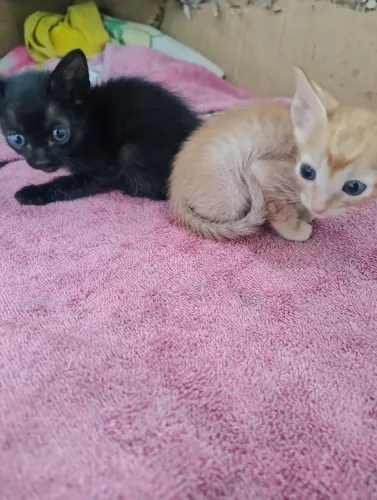 Gatos Filhotes para adoção 