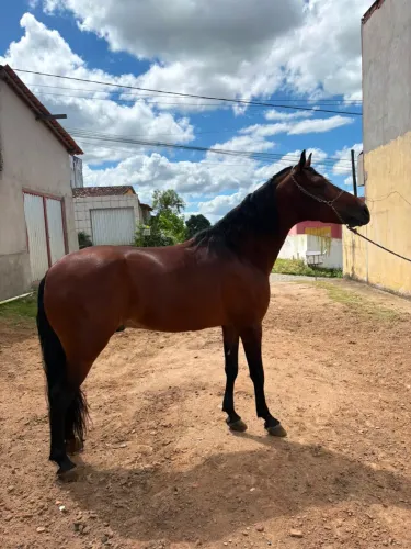 ? VENDE-SE CAVALO MANGALARGA MARCHADOR ? ?