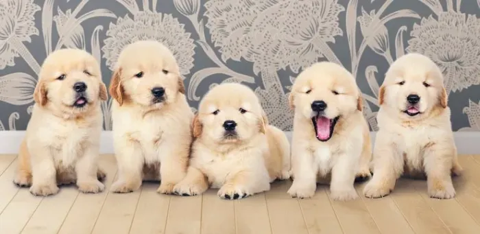 Golden Retriever/Lindos