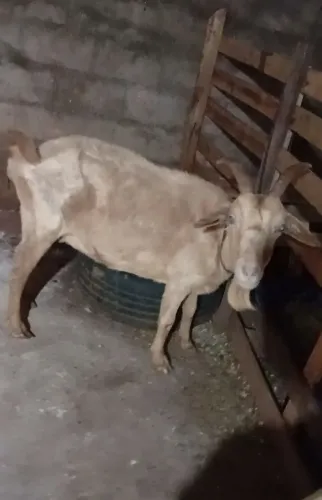 Cabra leiteira