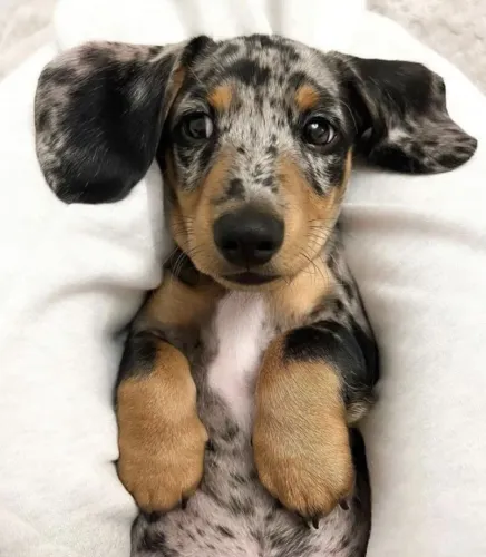 Olhos Apaixonantes basset daschund