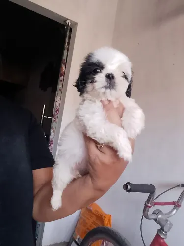 Vende se