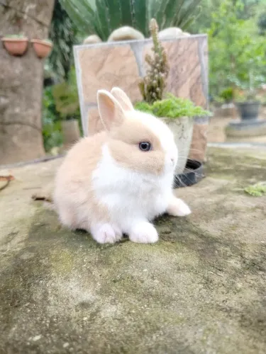 O menor coelho do mundo Netherland Dwarf
