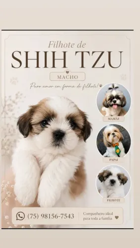 Shih Tzu filhote macho raça pura