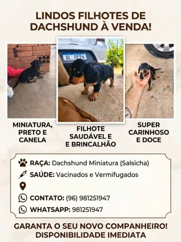 Lindos Filhotes de Dachshund (Salsichinha) Preto e Canela! ?