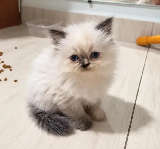 Filhotes de Gato Persa Machos e Fêmeas