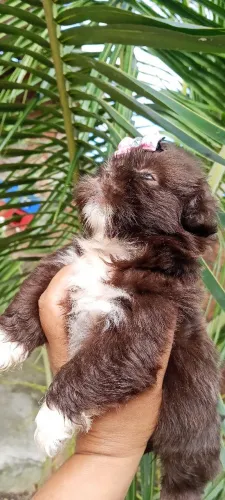 Shitzu fêmea