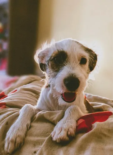 Cachorrinha pra doação
