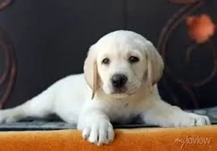 labrado Espírito amigável
