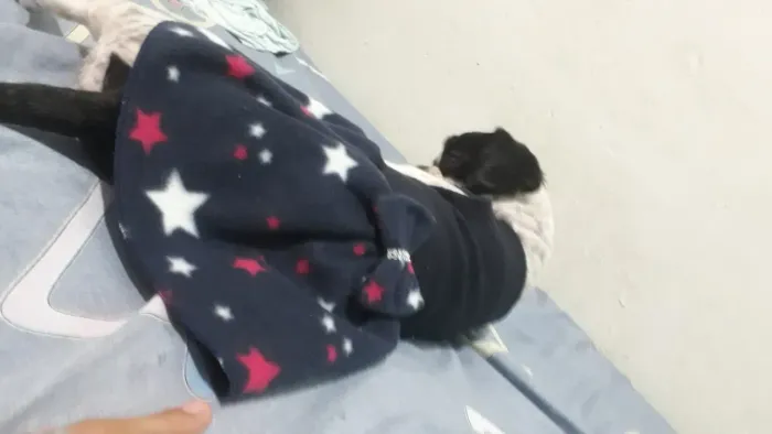 Doação de shitzu