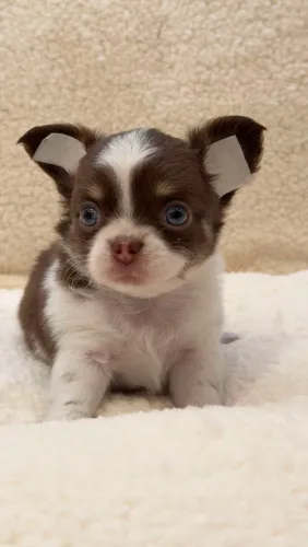 Chihuahua- Machinho!
