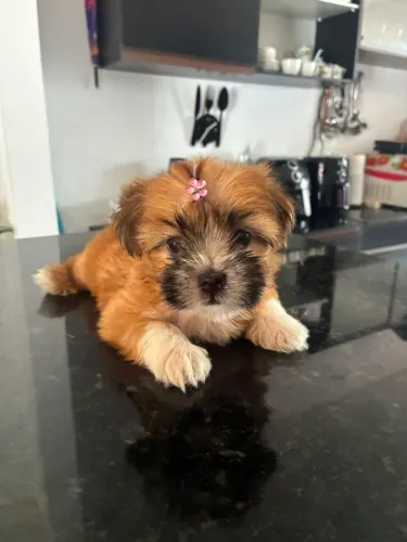 VENDO FILHOTE DE LHASA APSO
