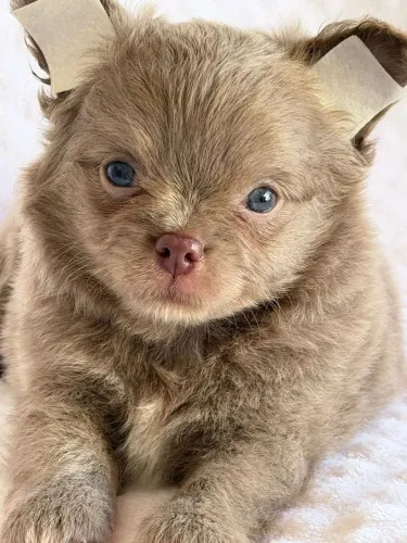 Chihuahua. Um maravilhoso rapaz de pelagem cinza e belos olhos azuis!