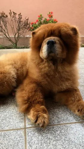 American Chow Chow 