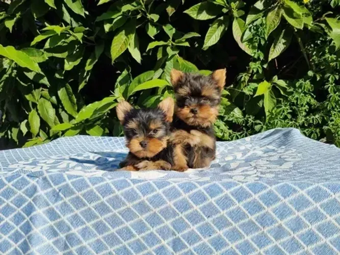Descubra o amor em forma de Pet, Shihtzu, YorkShire, Basset, Chuhauha, Spitz........