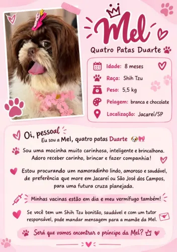 Shitzu a procura de um namorado!