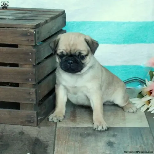 Pug - Últimos Filhotes | WhatsApp