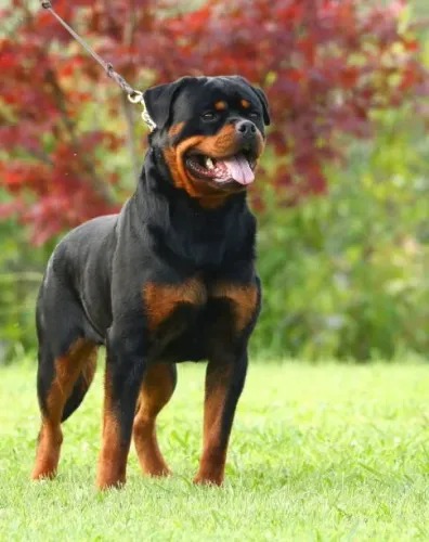 ? Rottweiler | Filhotes de Excelente Temperamento e Qualidade