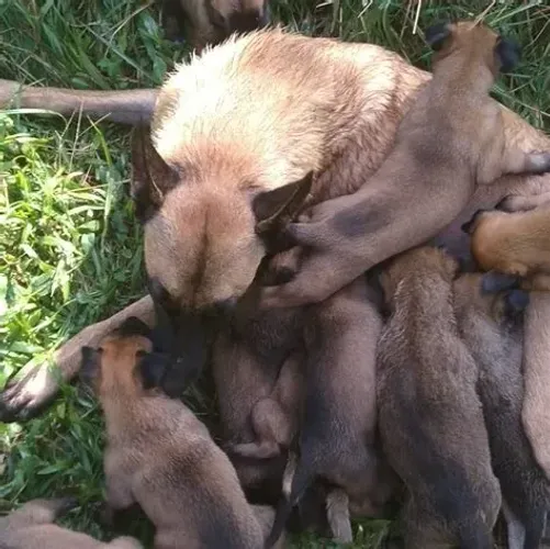 PASTOR X LABRADOR Leve fofura e energia positiva para a sua casa. Chama 9.9751.6491