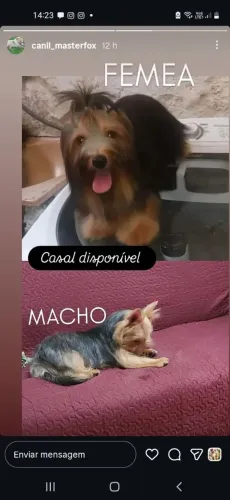Yorkshire - CASAL disponível - A fêmea entra no CIO por esses dias.