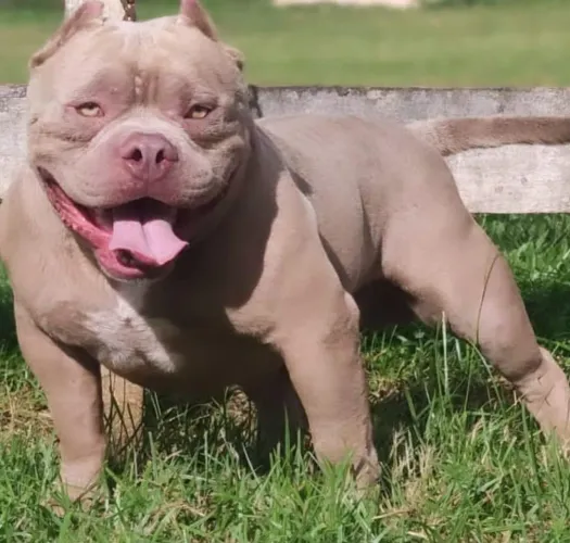 1 filhote femea filha Dom Double Blue e Freeda, american bully pocket
