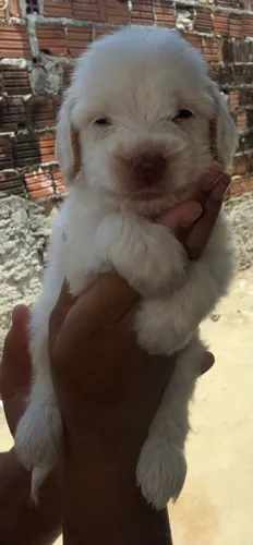 Cachorro