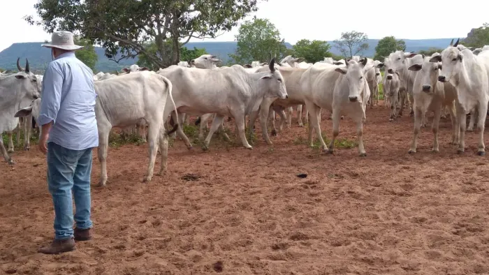 linda fazenda Guiratinga/Rondonopolis MT 911 ha 15.000.000 aceita ofertas