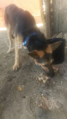 vendo pasto alemão 