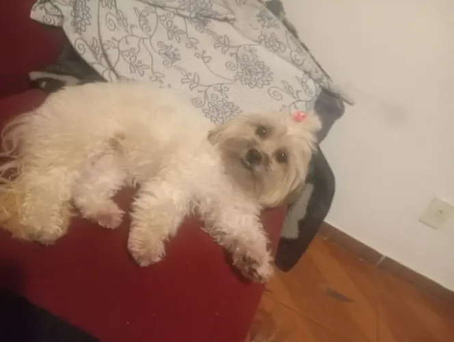 Estou doando cachorro de raça