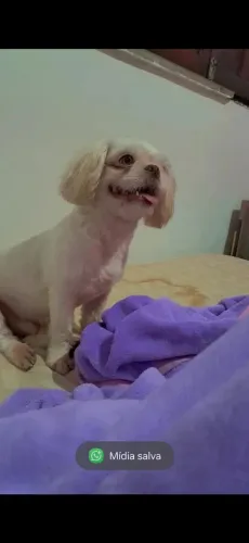 Shih tzu macho lindo 