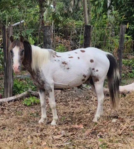 Cavalo petiço manso , diferente dos iguais. Valor negociável e parcelavél. * zap