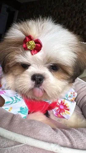 Shih tzu parcelado em 10 vezes