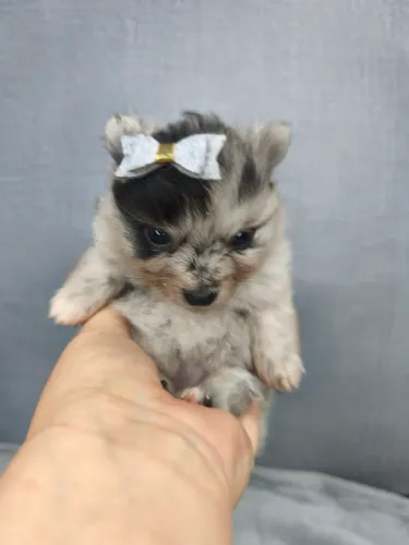 Lulu da Pomerania