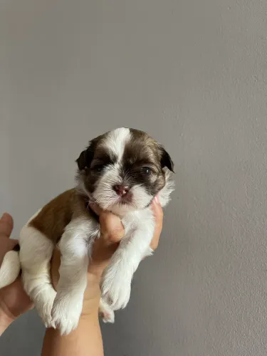 Vendo lindos filhotes da raça shih tzu para reserva.