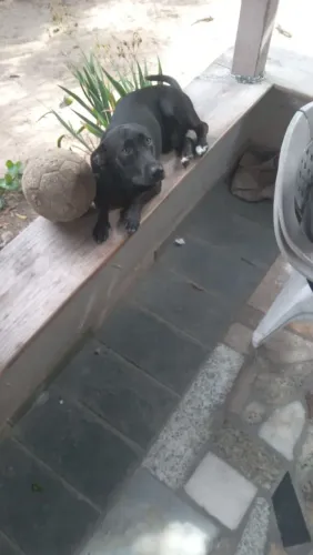 Cachorro