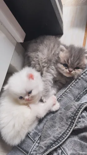 Gato persa