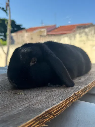 Coelha mini lop uruguaio