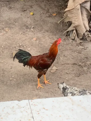 Vendo esse lindo galo
