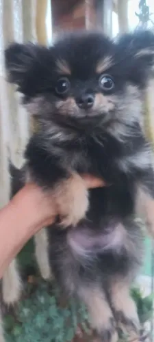 Spitz alemão