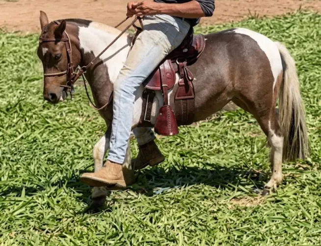Linda Mini pônei pampa