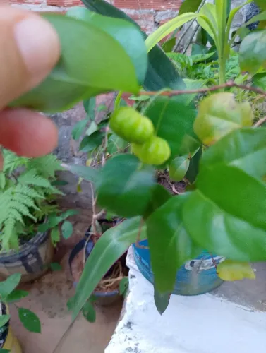 Pitanga produzindo muda pequena