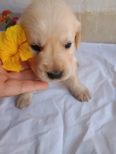 Filhotes Golden Retriever 3.000