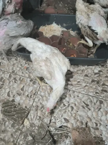 Galinha Indiana