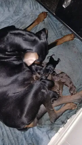 Dobermans 100% puros