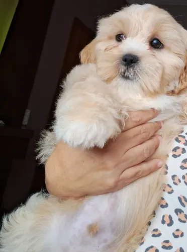 Lhasa Apso